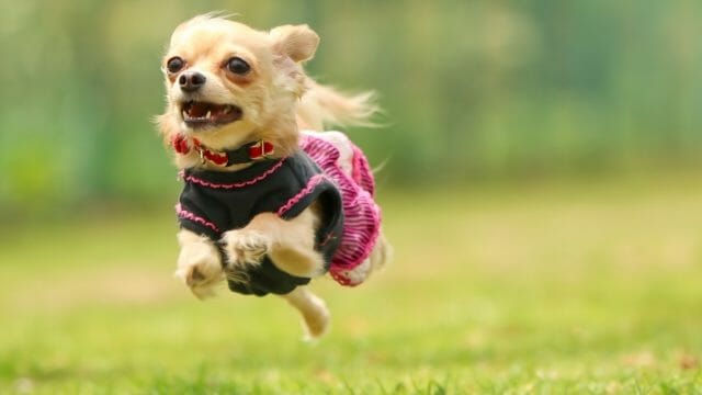空中を飛んでいるかの様に浮いて写っている走る犬の写真