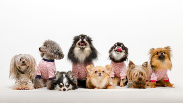 ８匹のいろいろな種類の犬