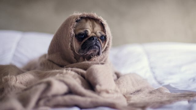毛布をかぶって寂しそうな犬
