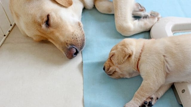 子犬と寝る犬